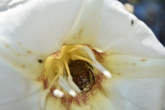 Euphoria leucographa