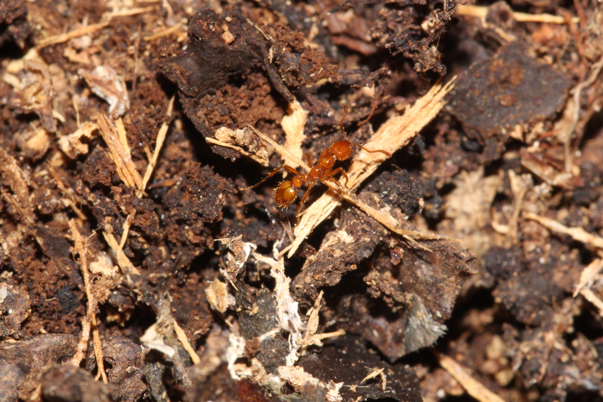 Solenopsis virulens