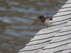 Hirundo rustica