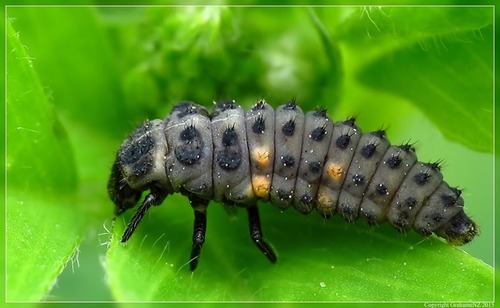 Eleven-spotted Ladybird Beetle