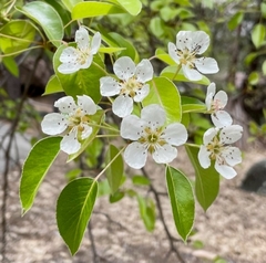 Pyrus calleryana