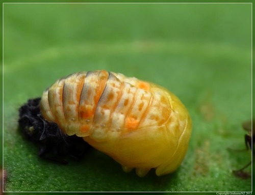 Eleven-spotted Ladybird Beetle
