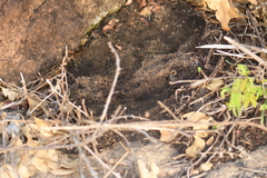 Hottentotta ugandaensis