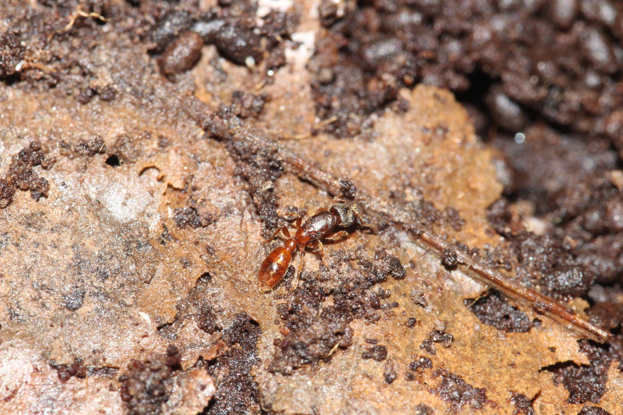 Typhlomyrmex major
