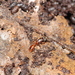 Typhlomyrmex major - Photo (c) Melvin, some rights reserved (CC BY-NC), uploaded by Melvin