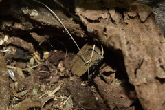 Hologymnetis cinerea