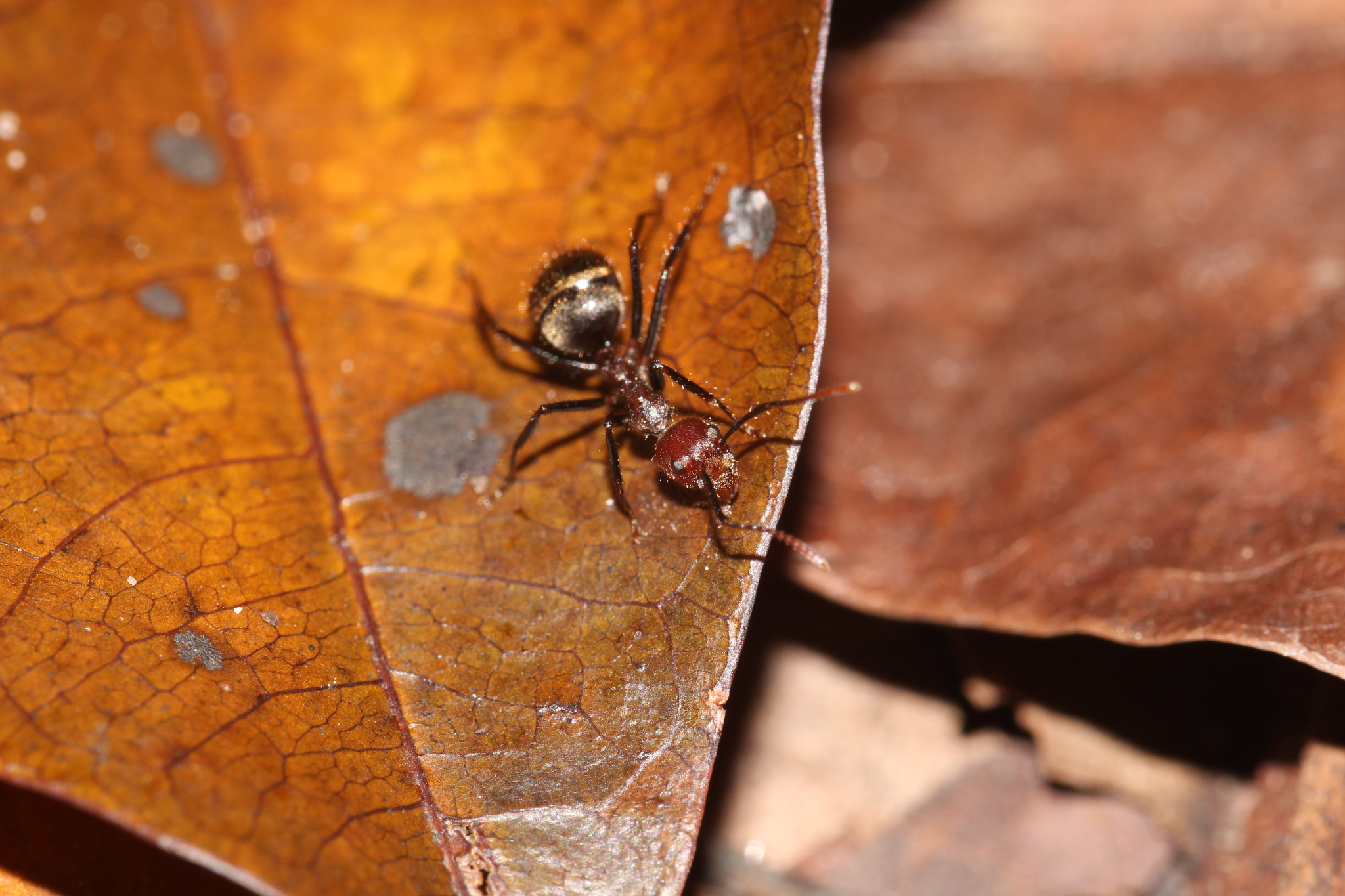 Dolichoderus cogitans