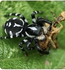 Phiale guttata