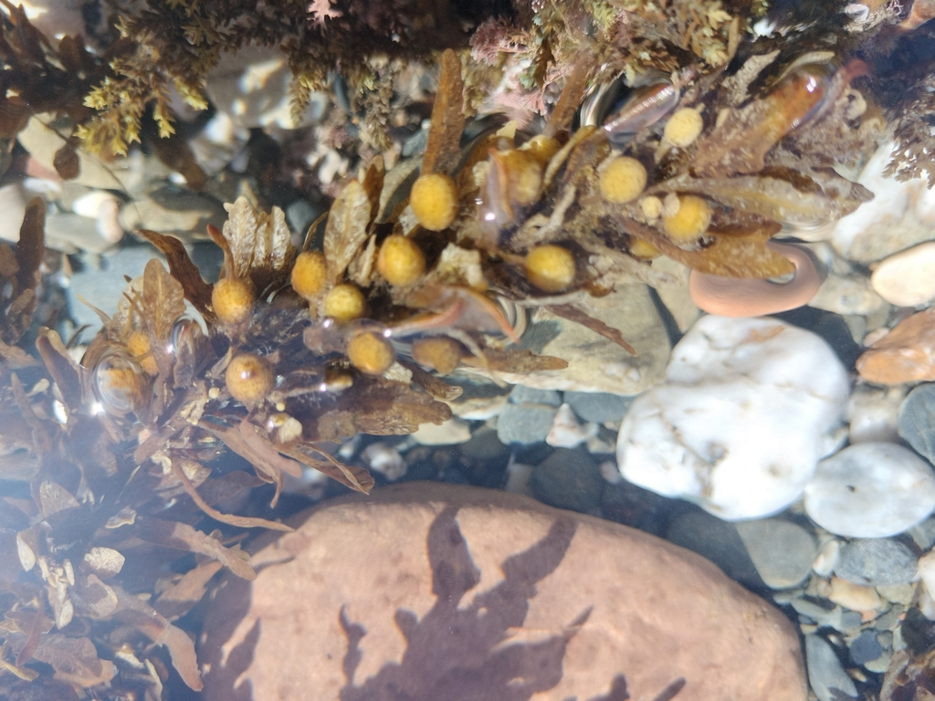 Photo of Common sargassum (Sargassum vulgare)