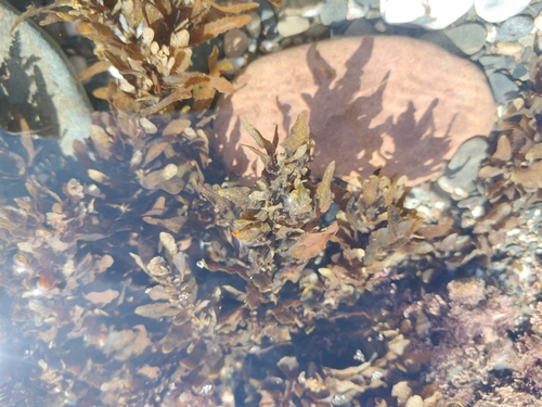 Photo of Common sargassum (Sargassum vulgare)