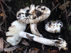 Amanita protecta
