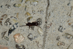 Stenomorphus