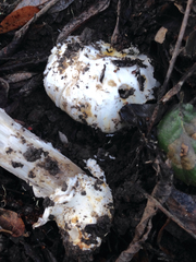Amanita protecta