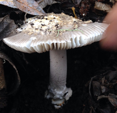 Amanita protecta
