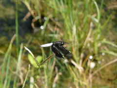 Palpopleura lucia