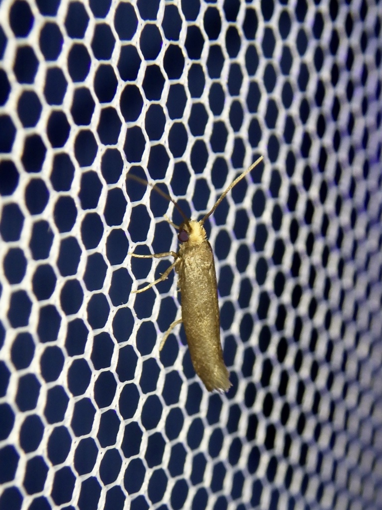 Metanomeuta