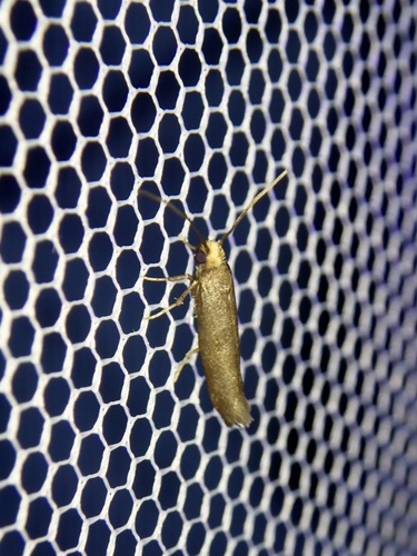 White Cedar Moth (Erebidae Moths of SW Australia) · iNaturalist