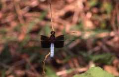 Thermorthemis madagascariensis
