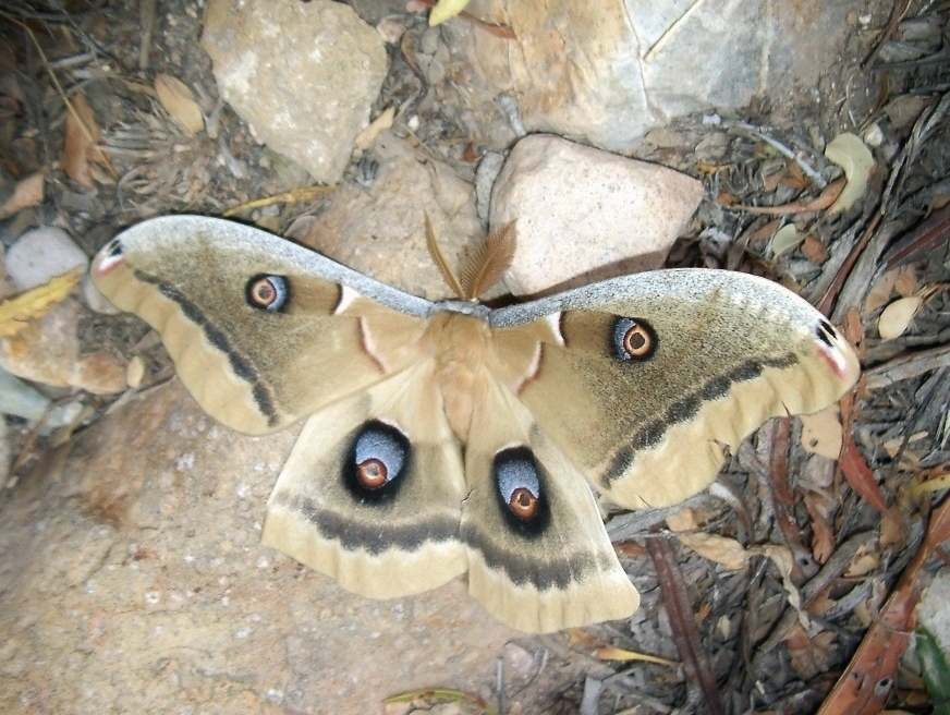 Arizona Polyphemus Moth