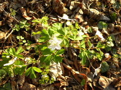 Isopyrum thalictroides