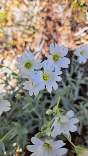 Cerastium tomentosum
