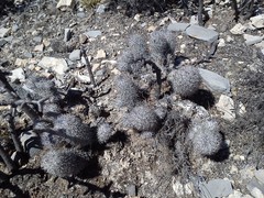 Mammillaria pottsii