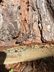 Monochamus titillator