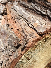 Monochamus titillator