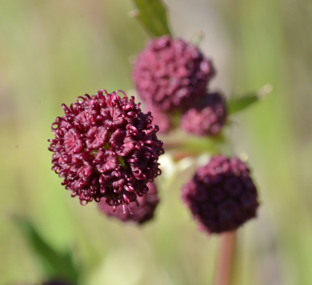 Purple sanicle (Wildflowers of Bouverie Preserve of ACR) · iNaturalist