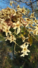 Cordia alliodora