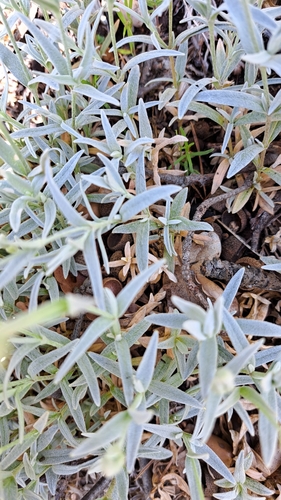 Cerastium tomentosum