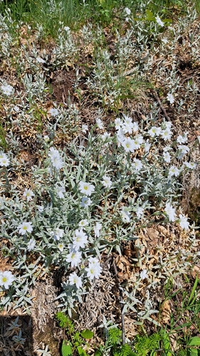 Cerastium tomentosum