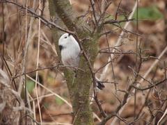 Aegithalos caudatus caudatus