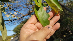 Cordia alliodora