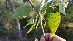 Cordia alliodora