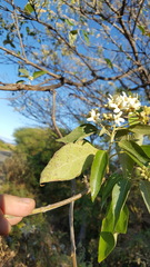 Cordia alliodora