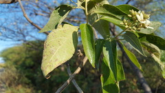 Cordia alliodora