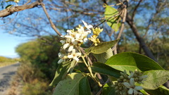 Cordia alliodora