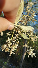 Cordia alliodora