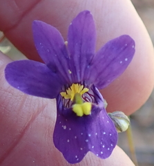 Nemesia leipoldtii