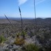 Agave striata falcata - Photo (c) Tereso Hernández Morales, some rights reserved (CC BY), uploaded by Tereso Hernández Morales