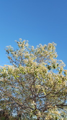 Cordia alliodora