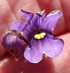 Nemesia leipoldtii
