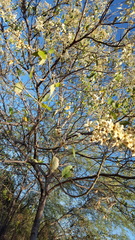 Cordia alliodora