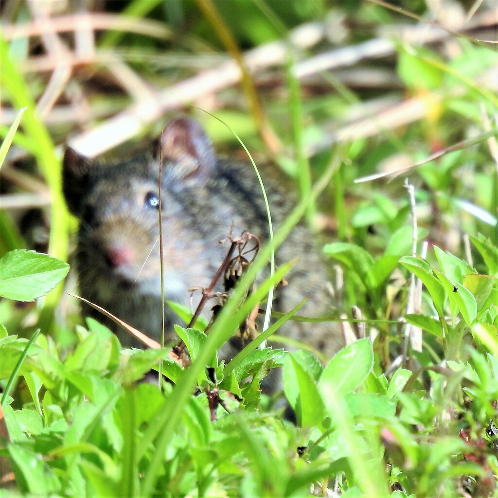 Hispid Cotton Rat From Arthur R. Marshall Loxahatchee Wildlife Refuge 