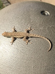 Lygodactylus capensis