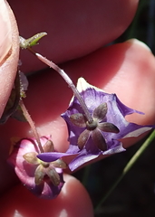 Nemesia leipoldtii