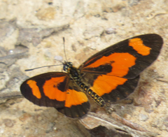 Acraea bonasia