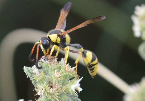 Subspecies Katamenes libycus contrarius · iNaturalist