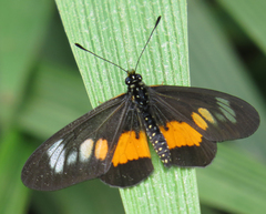 Acraea penelope